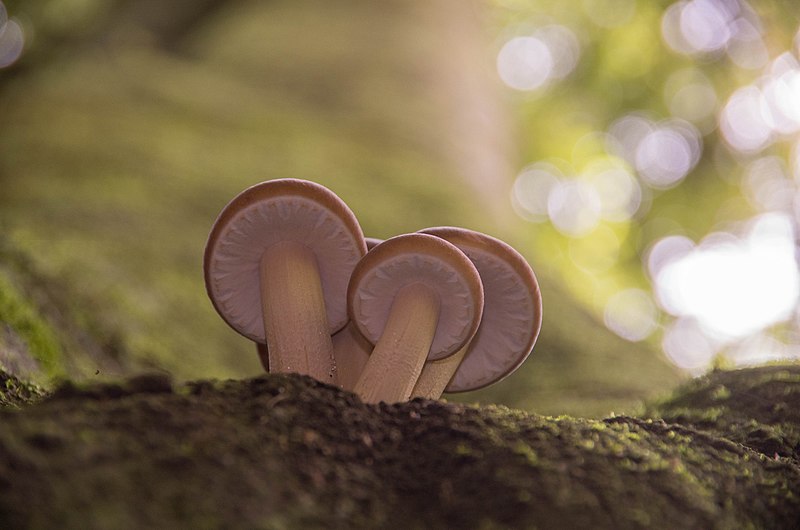 File:Young Cyclocybe parasitica underside.jpg