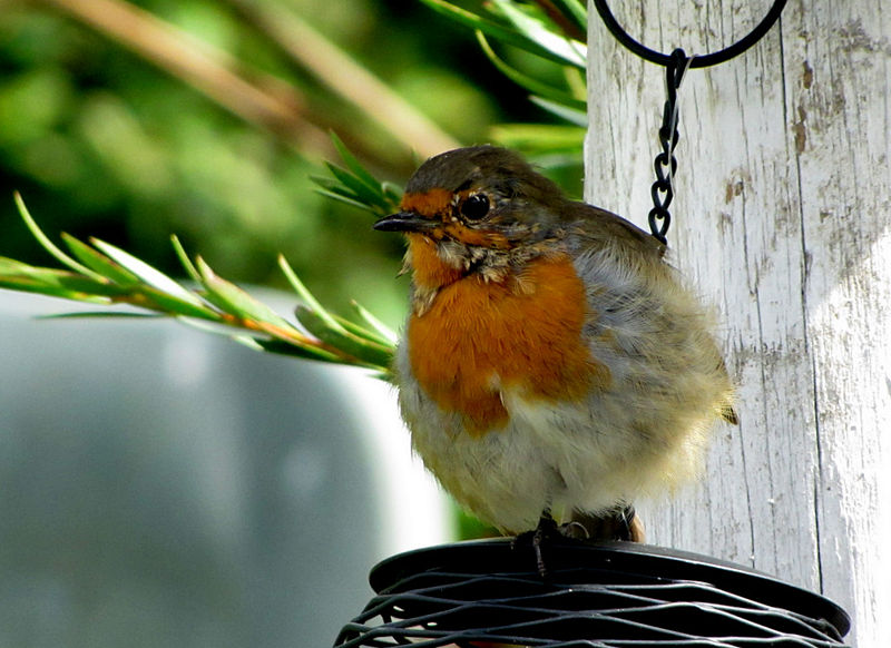 File:Young Robin posing for me-) (6011793845).jpg