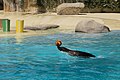 * Nomination Zalophus californianus (California sea lion)the sea lion show in the ZooParc de Beauval in Saint-Aignan-sur-Cher, France. -- Medium69 14:57, 18 February 2016 (UTC) * Promotion Good quality. --Poco a poco 20:12, 18 February 2016 (UTC)