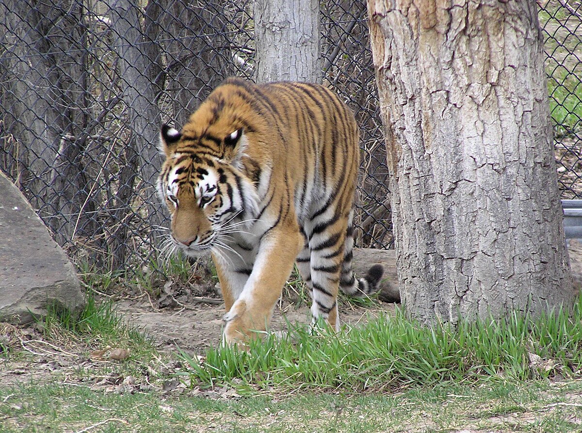 Siberian tiger - Wikipedia