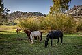 * Nomination Wild horses in Sary-Chelek nature reserve. Aksy District, Jalal-Abad Region, Kyrgyzstan. By User:Marat Nadjibaev --Красный 06:28, 25 June 2024 (UTC) * Decline  Oppose Very nice image. But unfortunately the horses are too blurry. --Augustgeyler 07:41, 25 June 2024 (UTC)