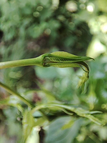 File:"Araceae" In Tashkent Botanical Garden.jpg