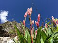 "Flowers Blossom At valley of flowers Chamoli, India" 28.jpg