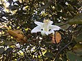 "abelha-cachorro" - Trigona spinipes - em flor de "açoita-cavalo-graúdo" Luehea grandiflora Mart. & Zucc. (Malvaceae) 03.jpg