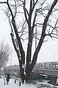 Дуб-довгожитель біля Шулявського мосту