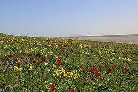 Un paysage de steppe, avec de nombreuses fleurs au premier plan.