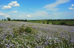 Льон (Linum) в дикій природі