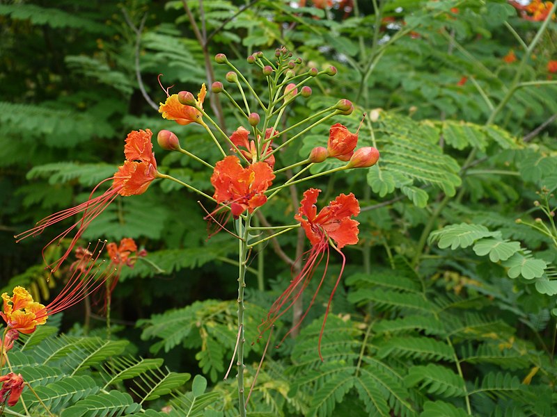 File:संकासूर,शंखासुर पाराळा, औरंगाबाद, Sankasur, Parala, Aurangabad(Caesalpinia pulcherrima).jpg