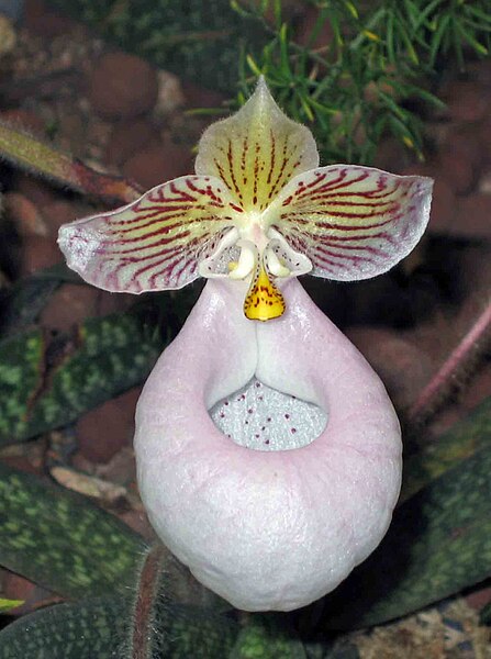 File:硬葉兜蘭 Paphiopedilum micranthum -香港動植物公園 Hong Kong Botanical Garden- (9252404867).jpg