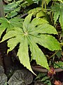 Begonia paucilobata var. maguanensis