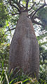 식물원의 바오밥나무