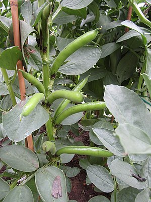 -2019-06-20 Broad beans, Trimingham.JPG