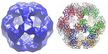 The dodecahedral catalytic core structure made up of 60 dihydrolipoyl transacetylase subunits from Geobacillus stearothermophilus: 3D electron microscopy map (left) and X-ray diffraction structure (right). 1B5S-crop.jpg