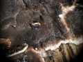 2011-01-18 Duportella maleconii subsp. americana 131596.jpg