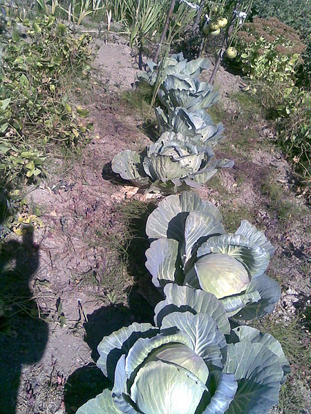 File:2011.10.03 - Brassica oleracea convar. capitata povar. capitata Gloria F1 - 1.jpg