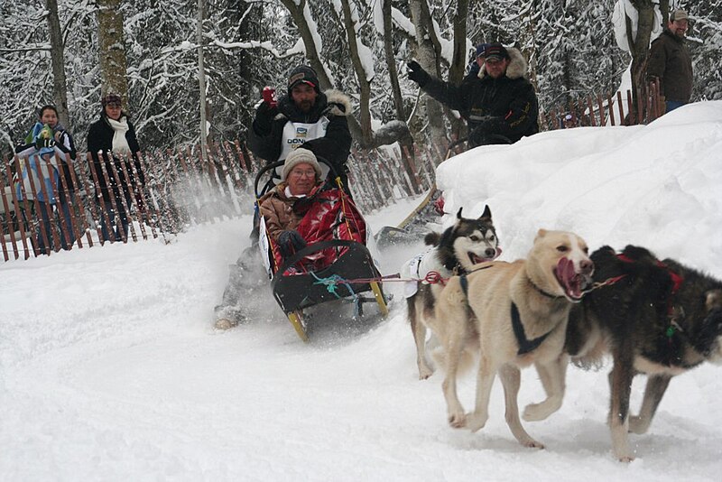 File:2012 Iditarod (6804403924).jpg