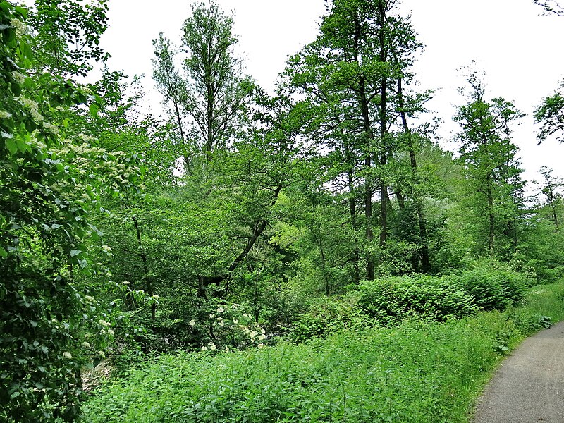 File:20140526 NSG-Nr 2-096 Enztal Niefern-Mühlackerl 035.jpg