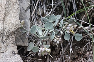 <i>Physaria repanda</i> Species of flowering plant