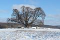 * Nomination old lime tree in winter; Sipperhausen (Hesse, Germany) --YvoBentele 13:20, 25 June 2017 (UTC) * Promotion Good quality.PumpkinSky 13:40, 25 June 2017 (UTC)