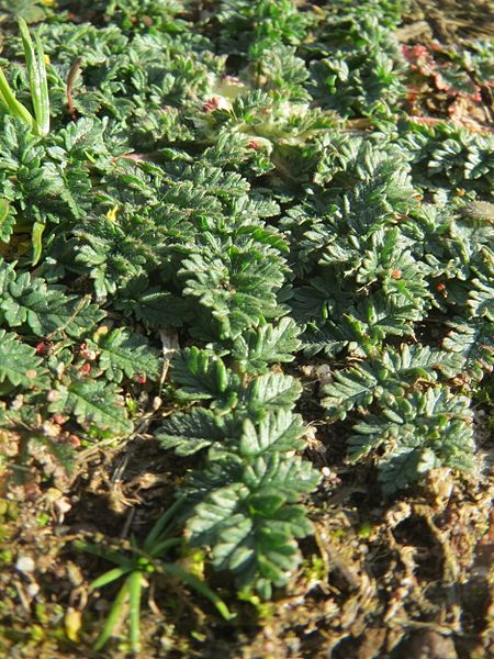 File:20170313Erodium cicutarium3.jpg