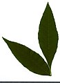 * Nomination Fraxinus. Leaf adaxial side. --Knopik-som 02:30, 8 October 2021 (UTC) * Promotion  Support Good quality -- Johann Jaritz 02:47, 8 October 2021 (UTC)