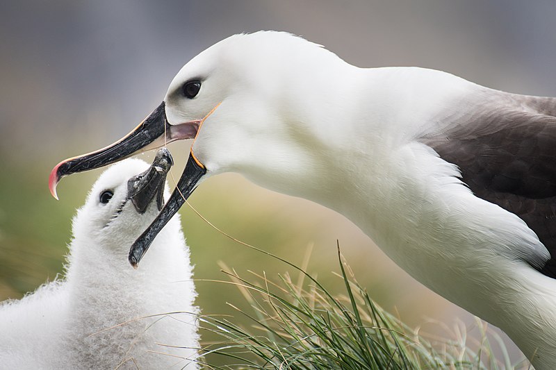 File:2021-01 Amsterdam Island - Indian yellow-nosed albatross 101.jpg