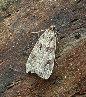 <i>Scoparia ancipitella</i> Species of moth