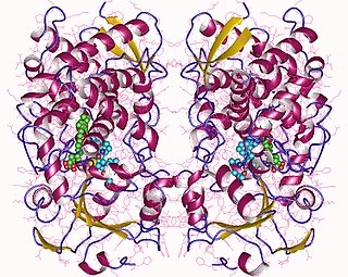 CYP3A4 Enzyme which breaks down foreign organic molecules