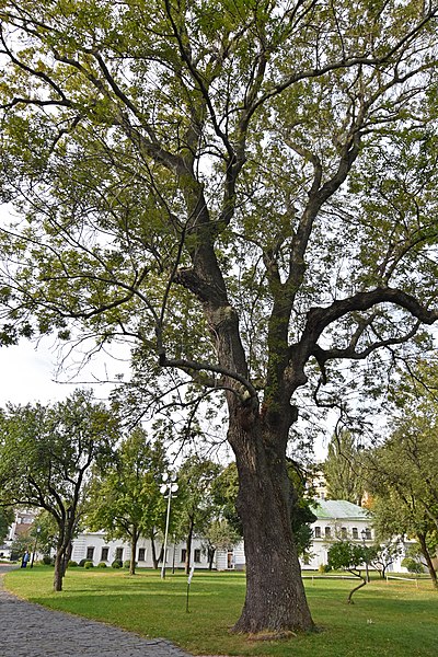 File:80-391-5015 Kyiv Sofiivski Dovhozhyteli RB 18.jpg