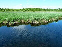 Naturschutzgebiet Federsee