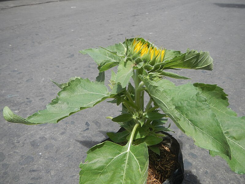 File:9928Ornamental plants in the Philippines 06.jpg