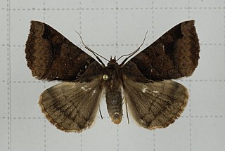 <i>Mocis annetta</i> Species of moth