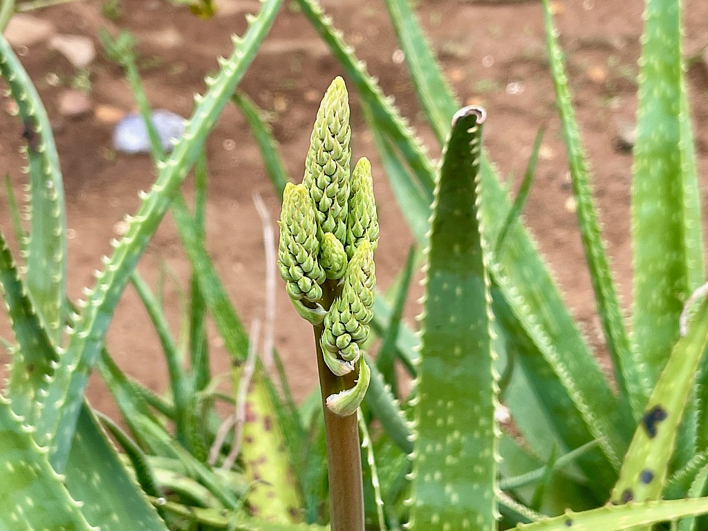 ALOE VERA EN FLEUR - 3