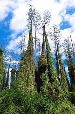Lygodium microphyllum som klatrer på trær