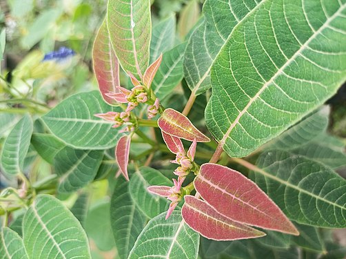 Natural colouring of leaves in Imphal, India