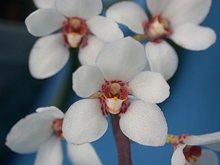 <i>Sarcochilus hartmannii</i> Species of orchid