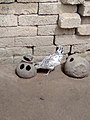 A_hen_drinking_from_a_local_drinking_trough_made_of_clay_in_northern_Ghana