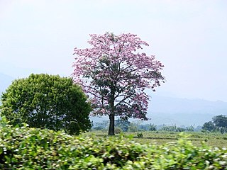 Rurale Landschaft von Jamundí