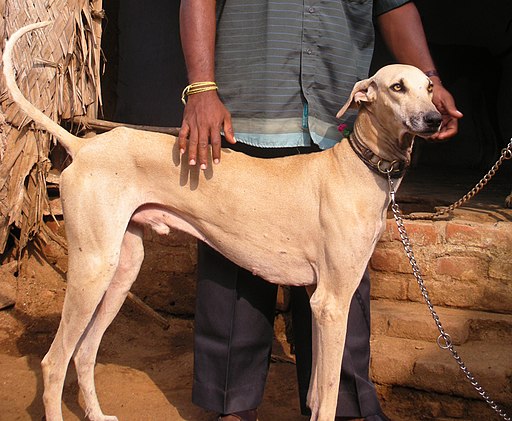 A male chippiparai - Indian sighthound