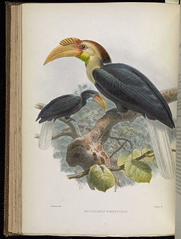 A monograph of the Bucerotidæ, or family of the hornbills (Plate XXXVI) BHL38534653.jpg