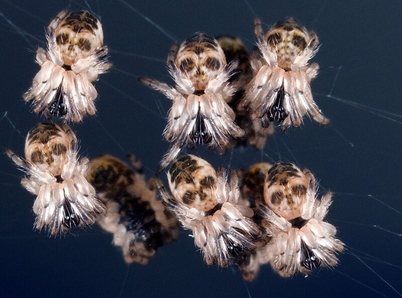File:A newborn spider(Neoscona scylla)0906.jpg
