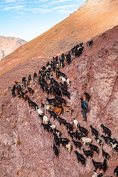 File:A shepherd with his goats in the Atlas Mountains in Morocco.jpg