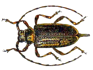 <i>Acanthocinus reticulatus</i> Species of beetle