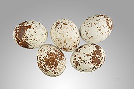 Accipiter nisus (Eurasian Sparrowhawk) egg