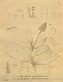 Robiquetia ascendens (as syn. Saccolabium sanderianum) plate 276 fig. II, 7-14 in: H. G. Reichenbach: Xenia orchidacea - vol. 3 (1900)