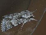 Acronicta auricoma – seitlich