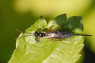 <i>Acropimpla</i> genus of insects