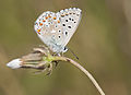 Adonis Blue - Polyommatus bellargus 01.jpg