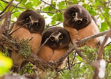 Three juveniles in Oregon, United States Aegolius acadicus -Fossil, Oregon, USA -juvenile-8.jpg