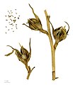 * Nomination seeds of Agave attenuata - graines de Agave à cou de cygne, à cou de renard --Ercé 06:31, 27 March 2013 (UTC) * Promotion Pretty nice. --Nino Verde 08:44, 27 March 2013 (UTC)